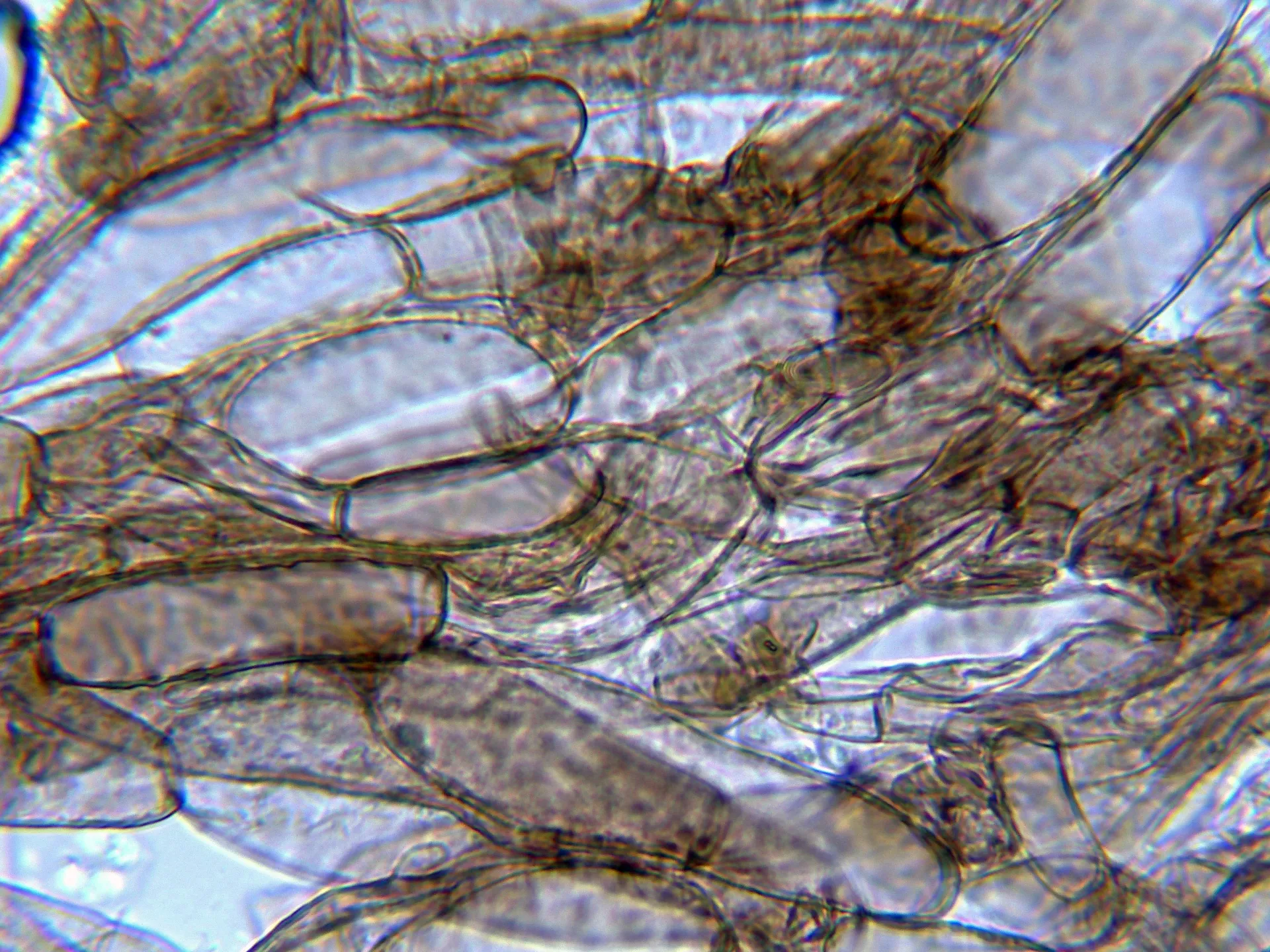 10 - Suprapellis agua-002